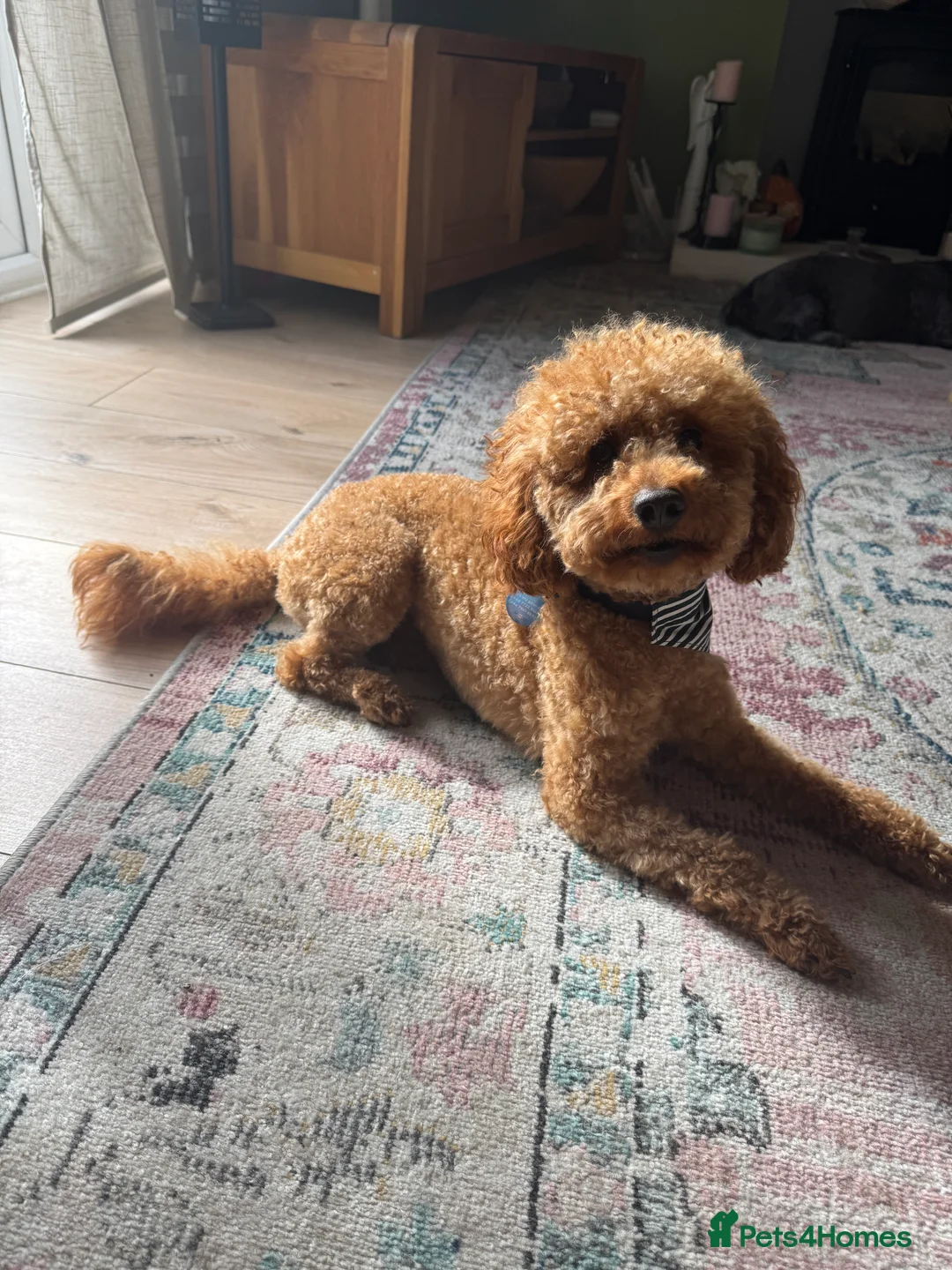 Miniature Poodle dogs for stud: Rufus  - Advert 1