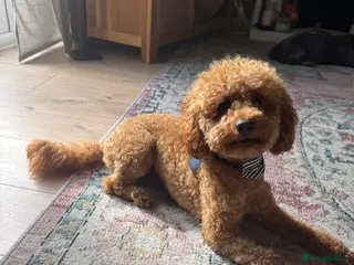 Miniature Poodle dogs Rufus - Advert 15