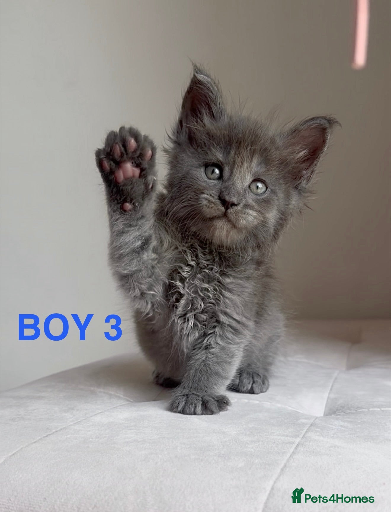 Maine Coon cats OUTSTANDING SHOW QUALITY MAINE COON KITTENS  - Advert 1