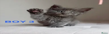 Maine Coon Kitten 6