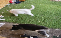 Siberian Husky dogs for sale: Siberian husky puppies (ready forever loving home) - Image 20
