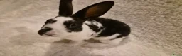 Rex rabbits for sale: 4 rex rabbits for sale  - Advert 11