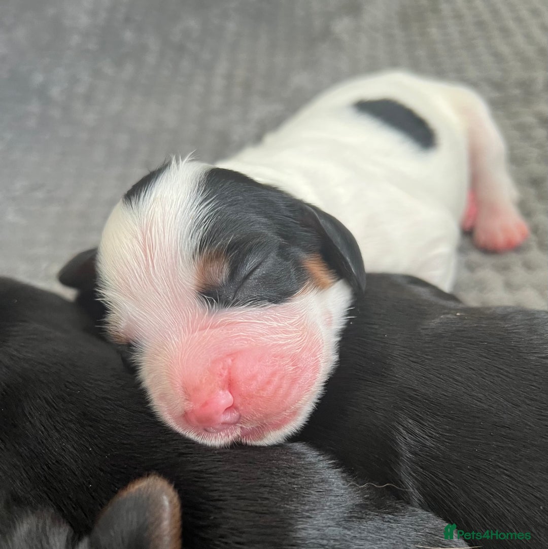 Cocker Spaniel dogs for sale: KC COCKER PUPS TRI BLACK TAN WHITE RED BLUE ROAN - Image 10