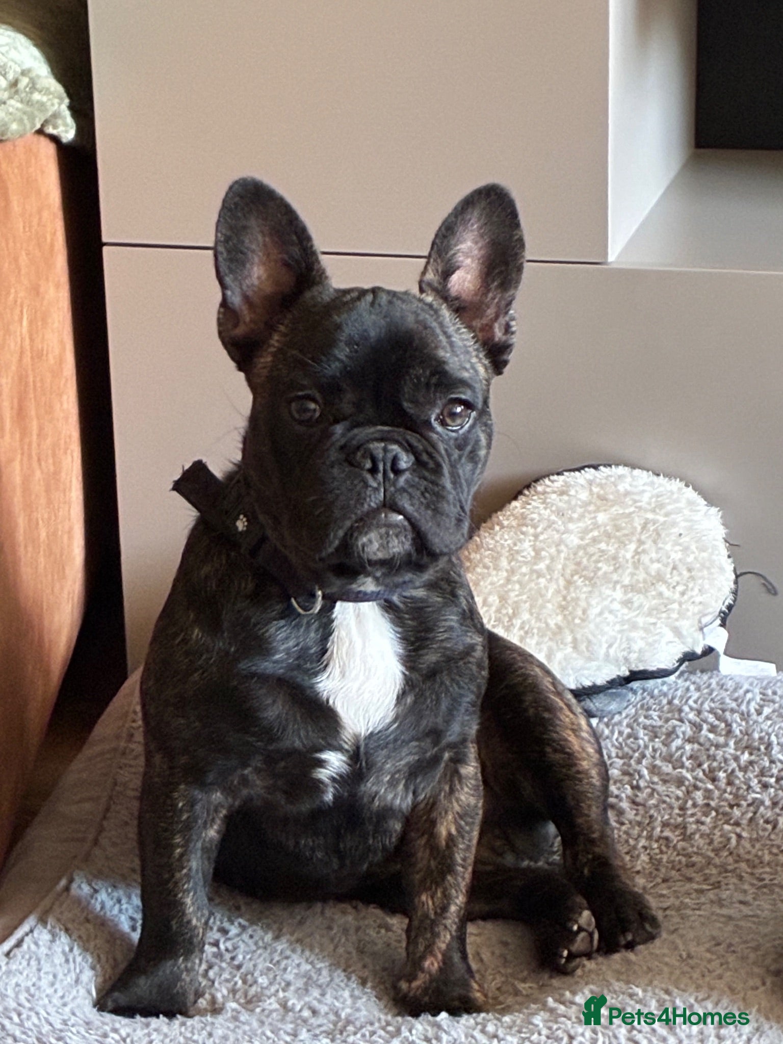 French Bulldog dogs French bulldog needs new loving home - Advert 1