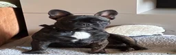 French Bulldog dogs for sale: French bulldog needs new loving home in Solihull - Advert 1