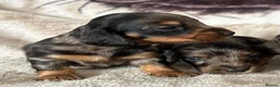 Dachshund dogs for stud: LONGHAIRED KC REG TRI COLOURED STANDARD FOR STUD  in Lancaster - Advert 12
