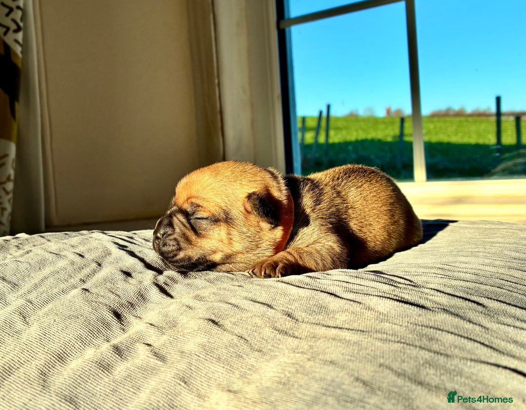 Jug dogs for sale: Jug Puppies  - Advert 7