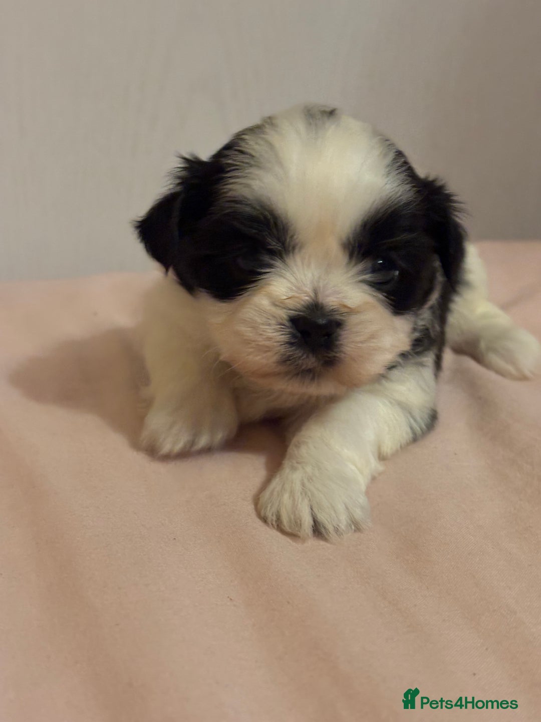 Shih Tzu dogs for sale: Shih Tzu puppies - Advert 5