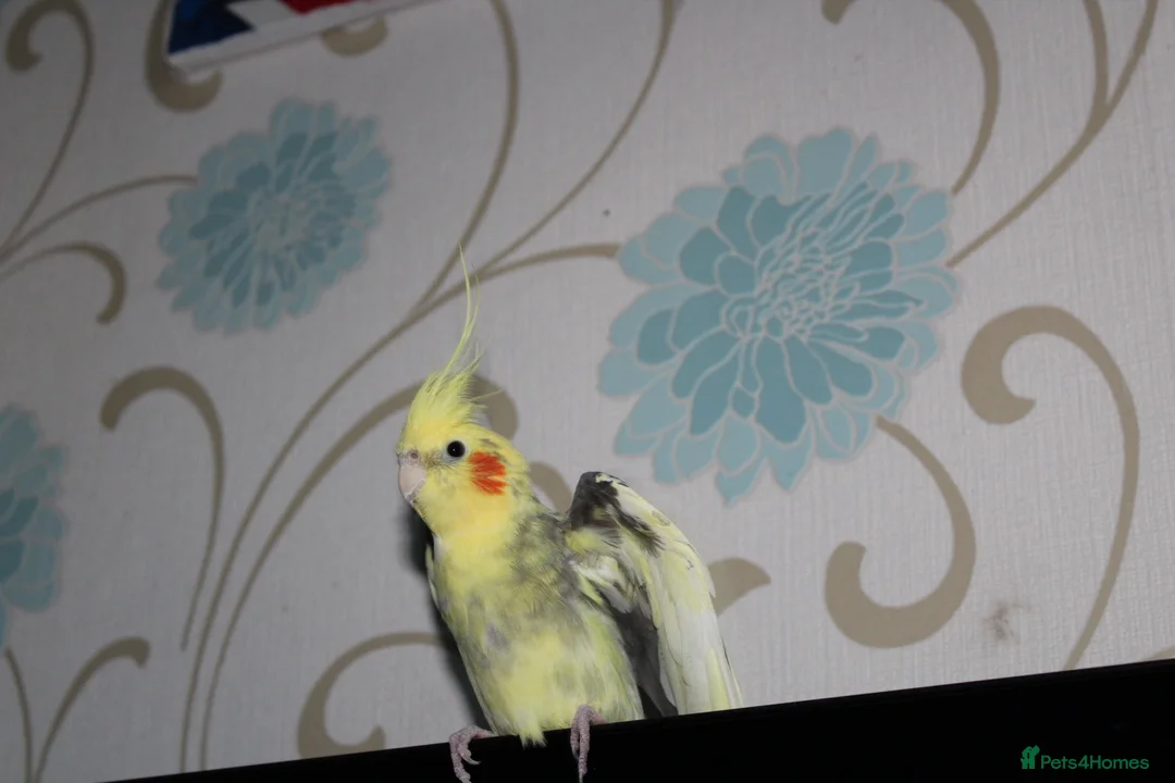 Cockatiels birds for sale: Two cockatiels bonded  in Edinburgh - Advert 2
