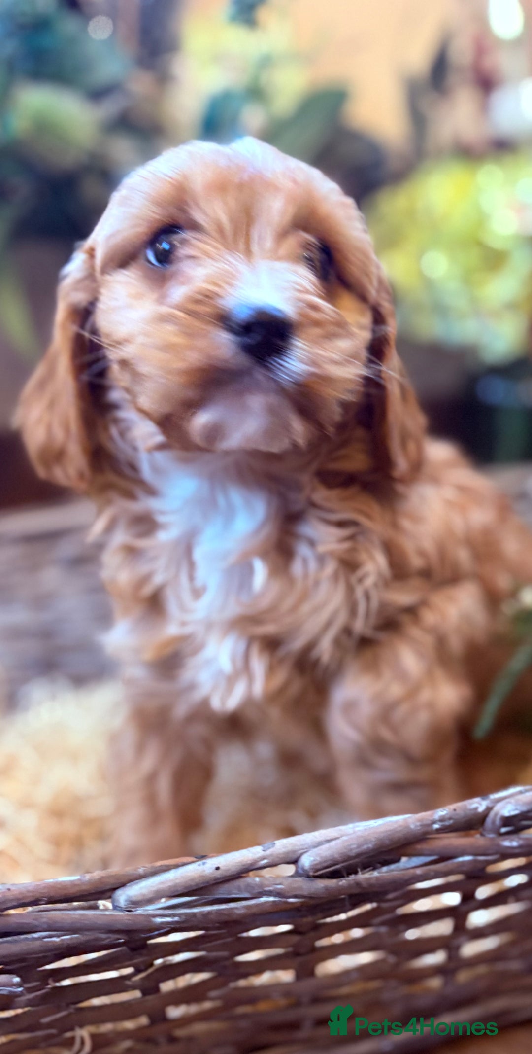 Cavapoo dogs for sale: Health tested toy cavapoo boys - Advert 18