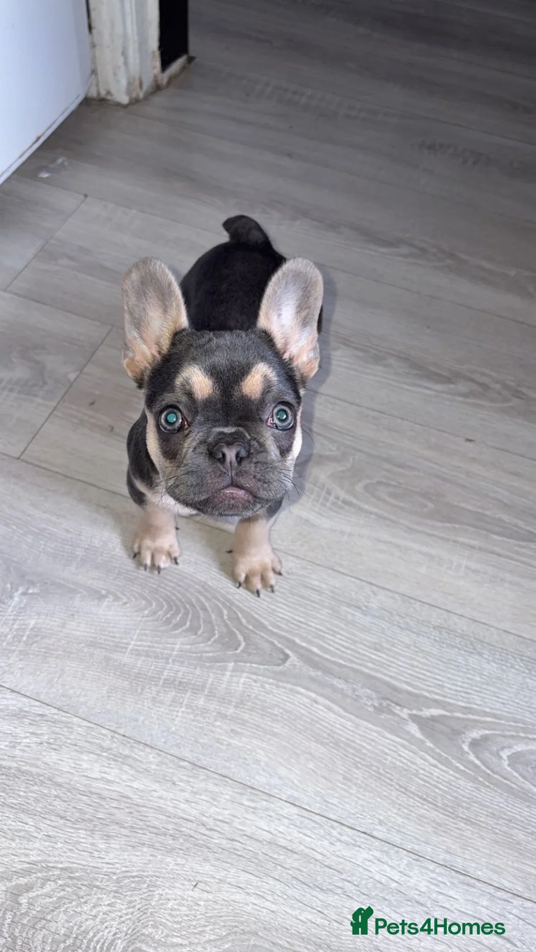 French Bulldog dogs for sale: I have a frenchie bull dog puppie  in Leeds - Advert 1