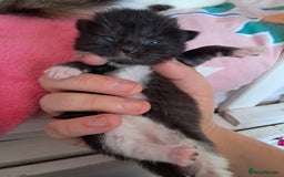 Mixed Breed cats for sale: Last female ready Wednesday - Image 11
