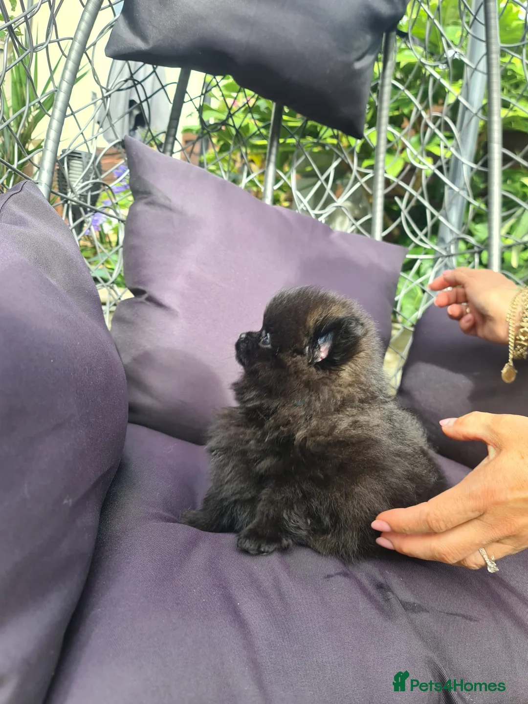 Pomeranian dogs for sale: KC registered  ** mall black Pomeranian Boys - Advert 2