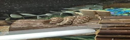 Snake reptiles for sale: CB23 Western Hognose (Male) - Advert 5