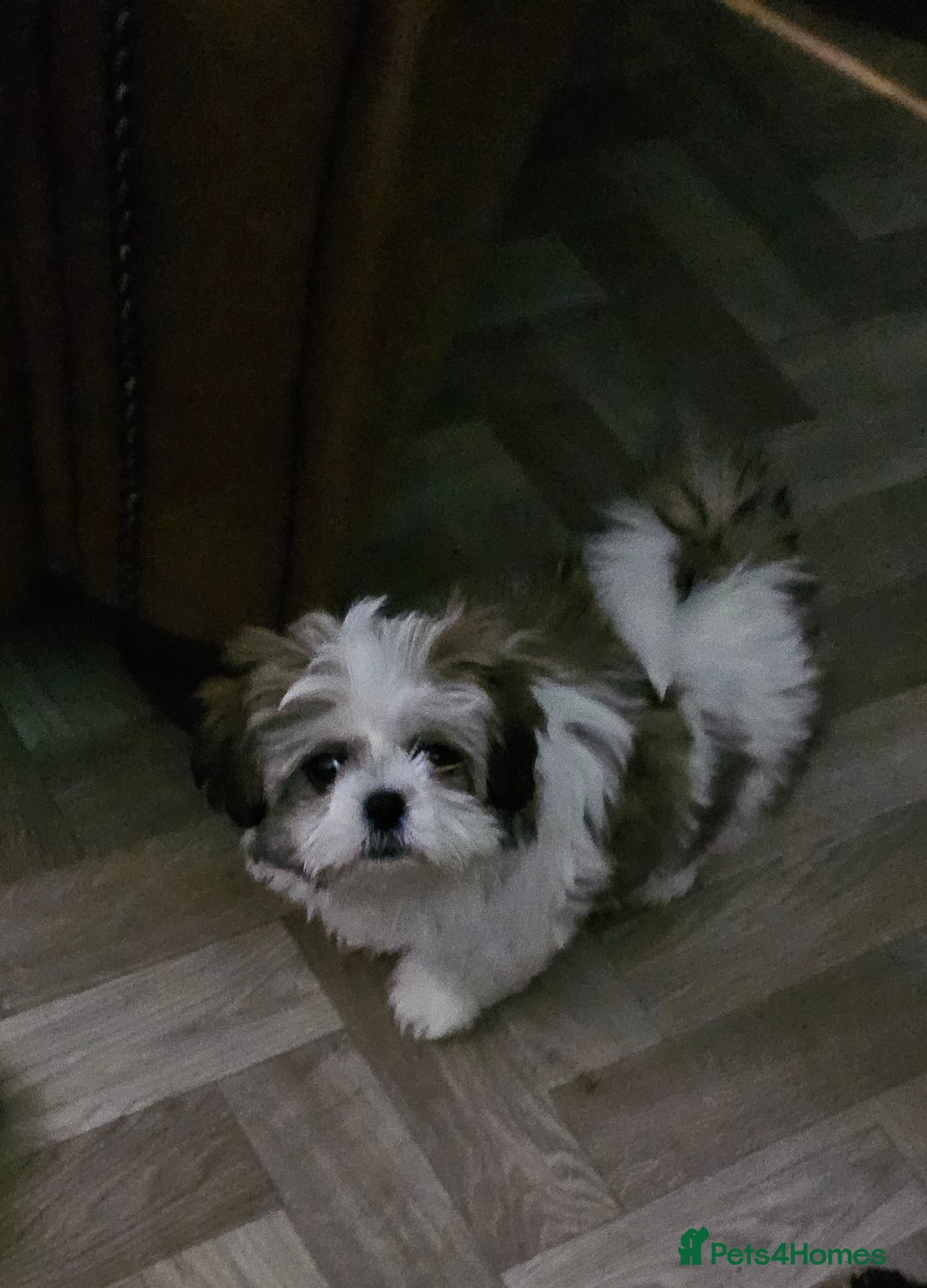 Mixed Breed dogs for sale: 4 beautiful little puppies chihuahua/shih tzu X - Advert 36