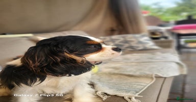 Cavalier King Charles Spaniel dogs - Advert 2
