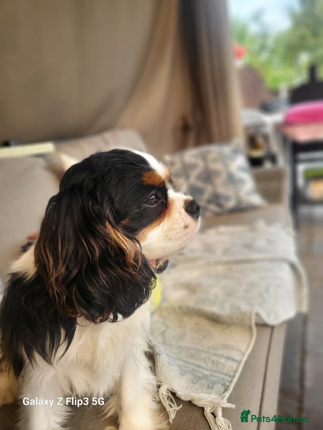 Cavalier King Charles Spaniel dogs for sale: Beautifully marked tri-colour Dog puppy - Image 2