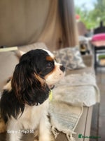 Cavalier King Charles Spaniel dogs - Advert 14
