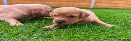 Goldador dogs for sale: Beautiful Golden Goldador Babies 🐾🐾🐾 - Advert 24