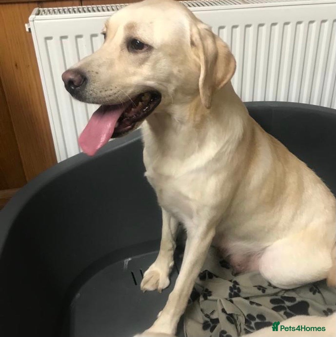 Labrador Retriever dogs for sale: Beautiful Andrex Labrador Puppy’s  - Image 13
