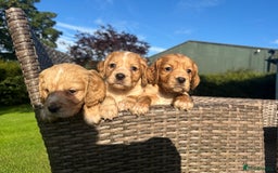 Cocker Spaniel dogs for sale: KC reg, Golden cocker spaniel pups - Image 6