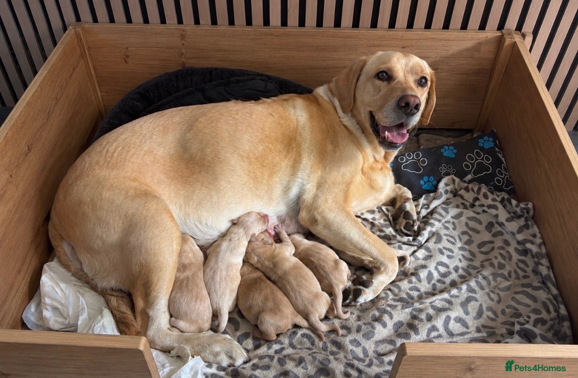 Labrador Retriever dogs 6 KC Registered Labrador Pups  - Advert 2