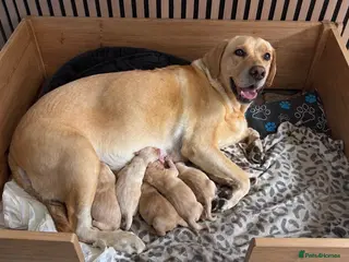 Labrador Retriever dogs 6 KC Registered Labrador Pups - Advert 2