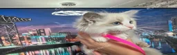 Ragdoll cats for sale: 1 MALE Blue mitted Ragdoll kitten 15 wks READY NOW - Advert 23