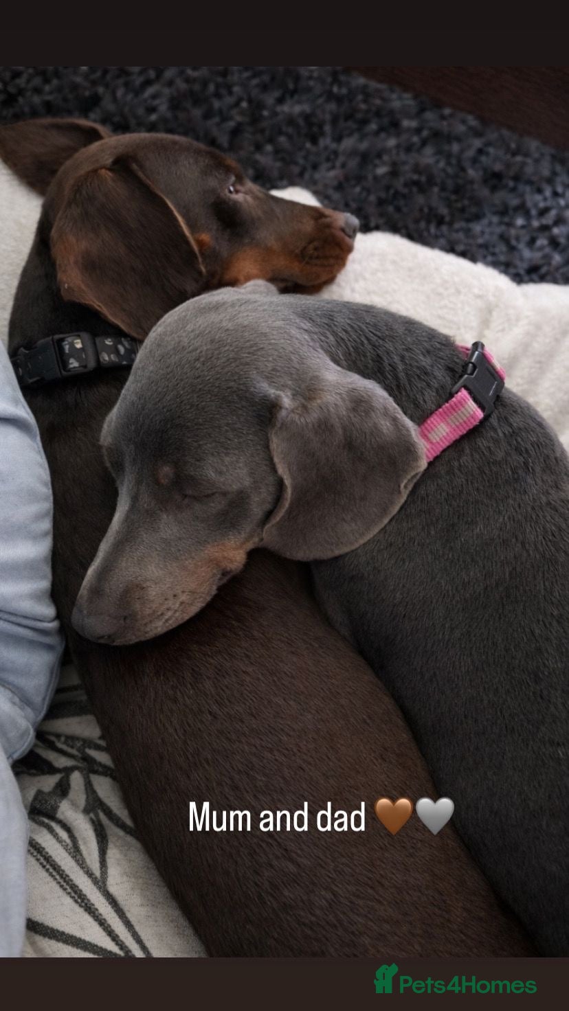 Dachshund dogs Beautiful 5 dachshunds for sale 3 boys 2 girls - Advert 2