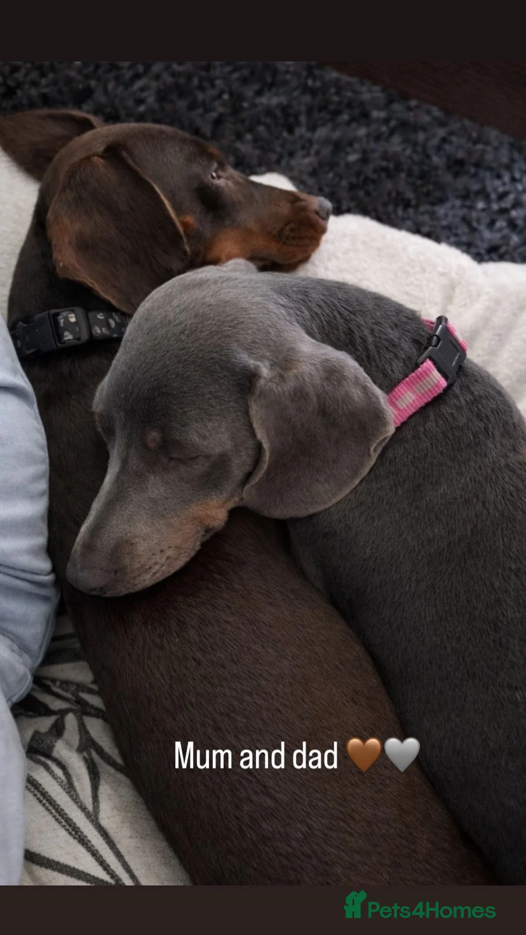 Dachshund dogs for sale: Beautiful 5 dachshunds for sale 3 boys 2 girls - Advert 2