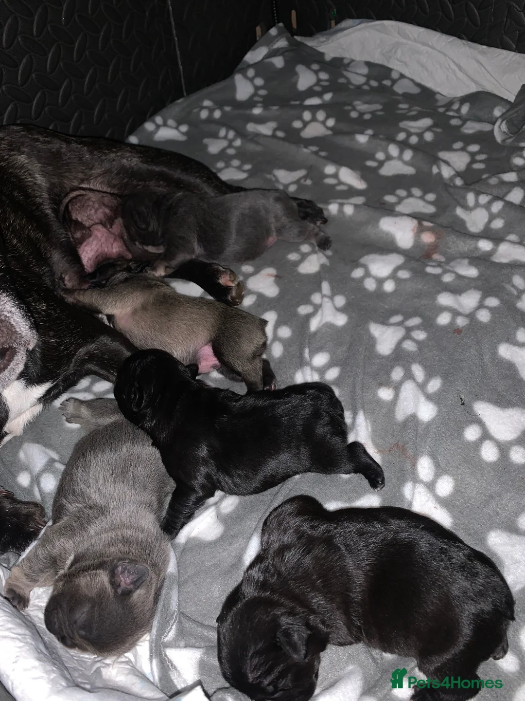 French Bulldog dogs for sale: French bulldog puppies  - Advert 2