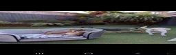 Jack Russell dogs for sale: Jack russell puppy  - Advert 33