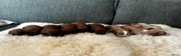 Cockapoo dogs for sale: *Health tested F1 Cockapoo Puppies* - Advert 5