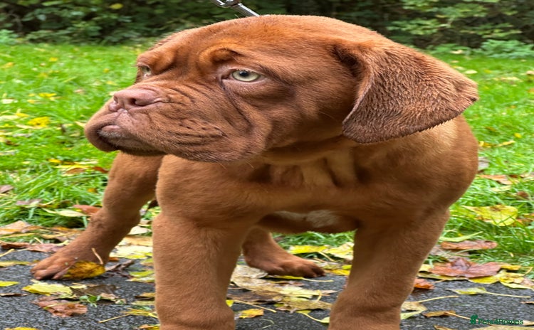 Dogue De Bordeaux dogs - Advert 1