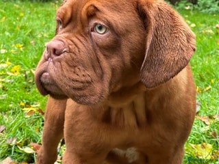 Dogue De Bordeaux dogs Kc registered pick of litter puppies !! - Advert 2