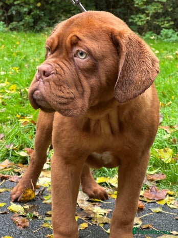 Dogue De Bordeaux dogs - Advert 1