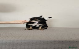 Chinese Crested dogs for sale: Powder puff and hairless girl available  in Crewe - Image 14