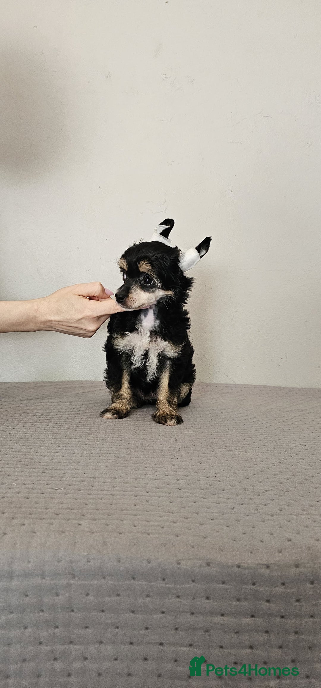 Chinese Crested dogs for sale: Powder puff and hairless girl available  in Crewe - Image 14