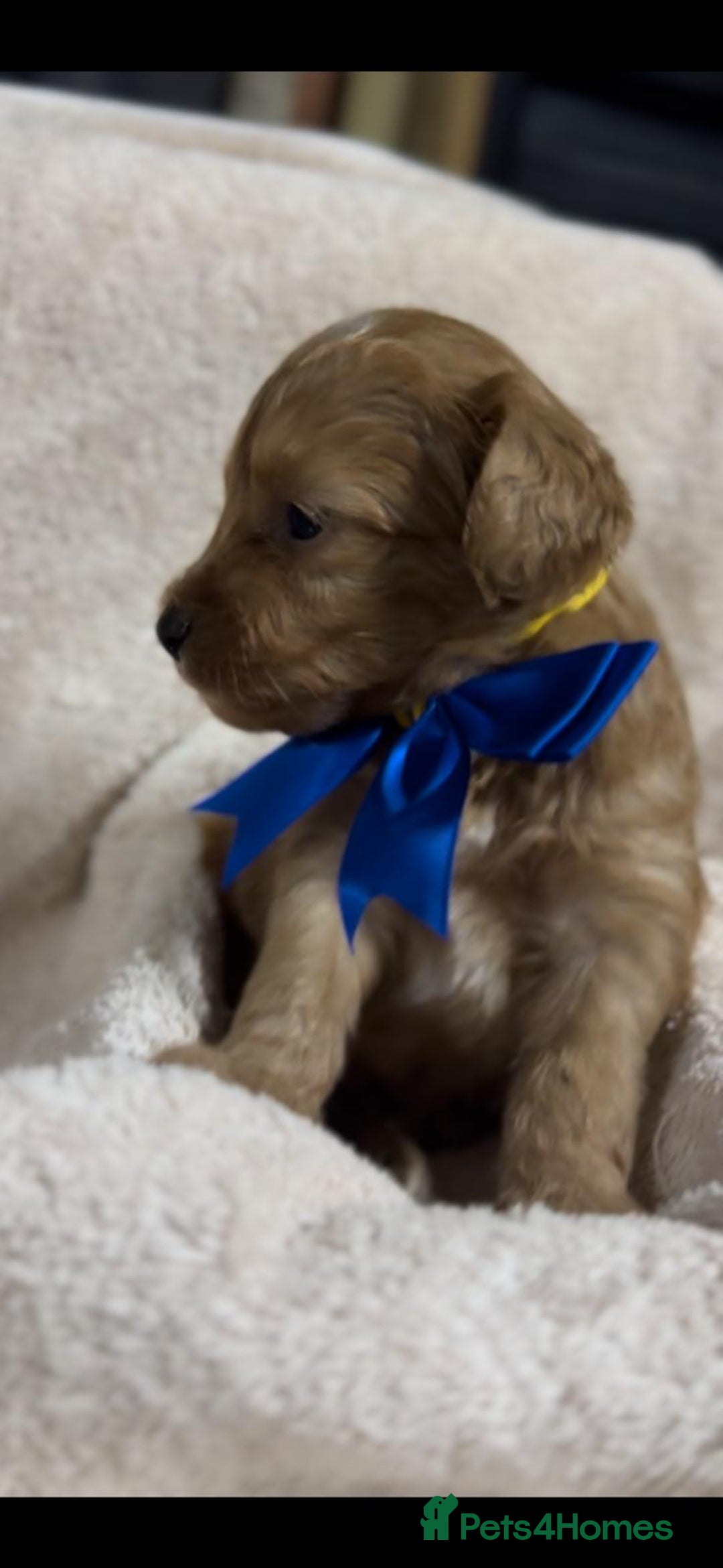 Shihpoo dogs for sale: Beautiful Shihpoo x Poodle Puppies - Image 1