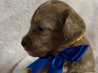 Shihpoo dogs for sale - Advert 1