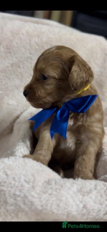 Shihpoo dogs - Advert 1