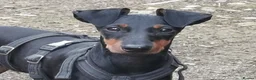 Manchester Terrier dogs for sale: RKC registered Manchester Terrier puppies in Horsham - Advert 3