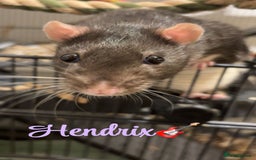 Rat rodents for sale: Two male Fancy Rats in need of rehoming - Image 2