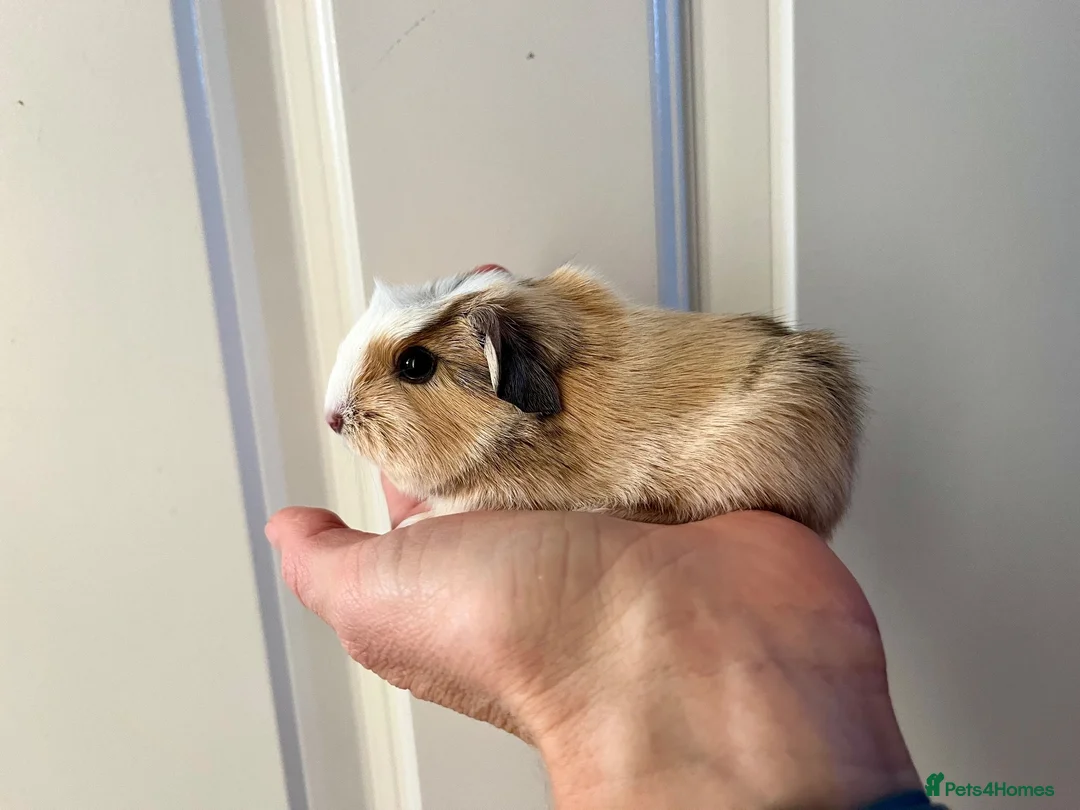 Guinea Pig rodents for sale: Baby guinea pig  - Advert 2