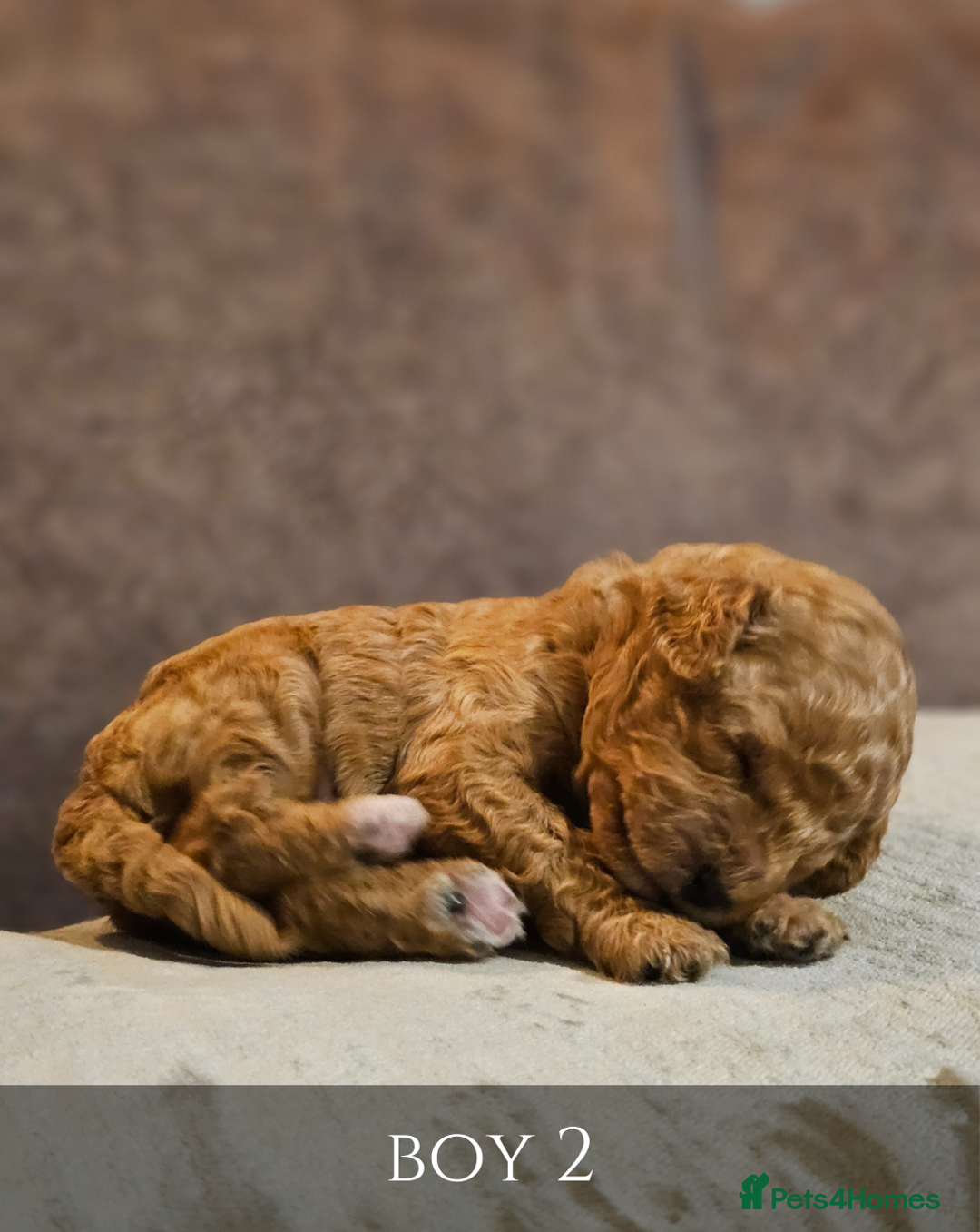 Cavapoo dogs for sale: 5 Beautiful Deep Red Cavapoo Pups - Advert 14