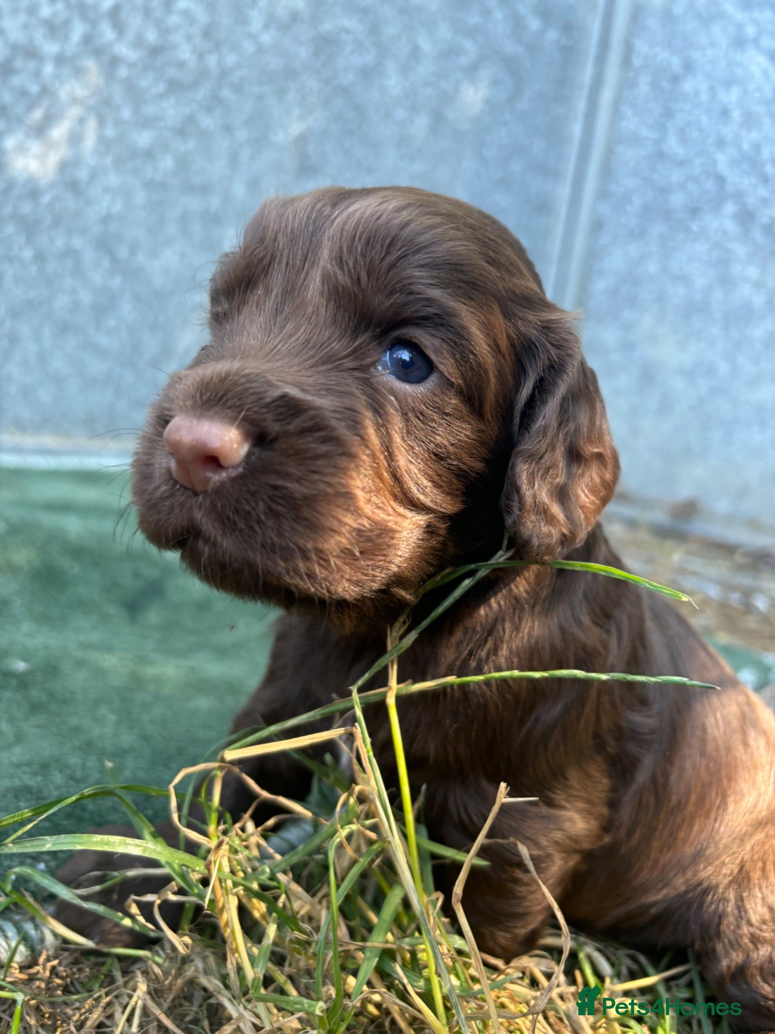 Cocker Spaniel dogs KC working cocker pups  - Advert 1