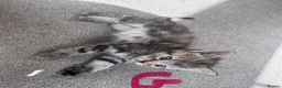 Mixed Breed cats for sale: Mixed litter  - Advert 3