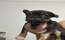 French Bulldog dogs for sale: French dog for sale  - Image 32