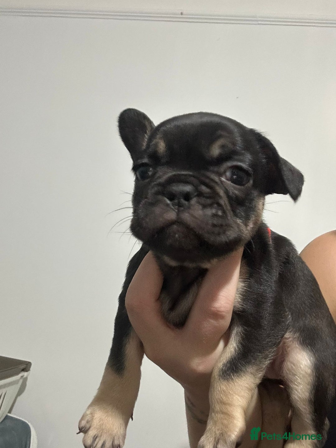 French Bulldog dogs for sale: French dog for sale  - Image 32