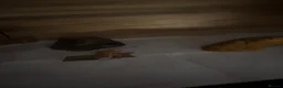 Leopard Gecko reptiles for sale: Baby Leopard Geckos with Equipment – Captive Bred - Advert 3